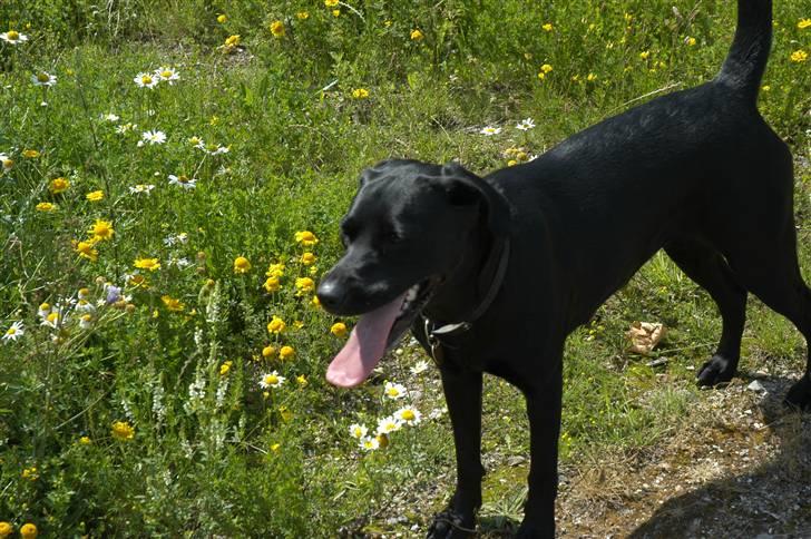 Labrador retriever Luna billede 5