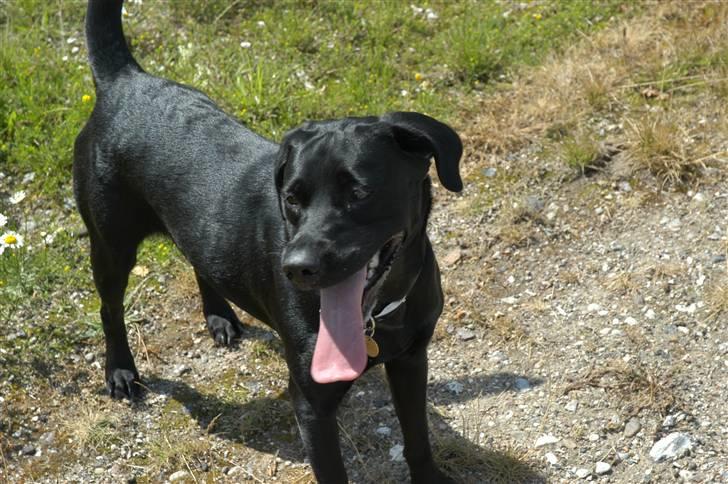 Labrador retriever Luna billede 7