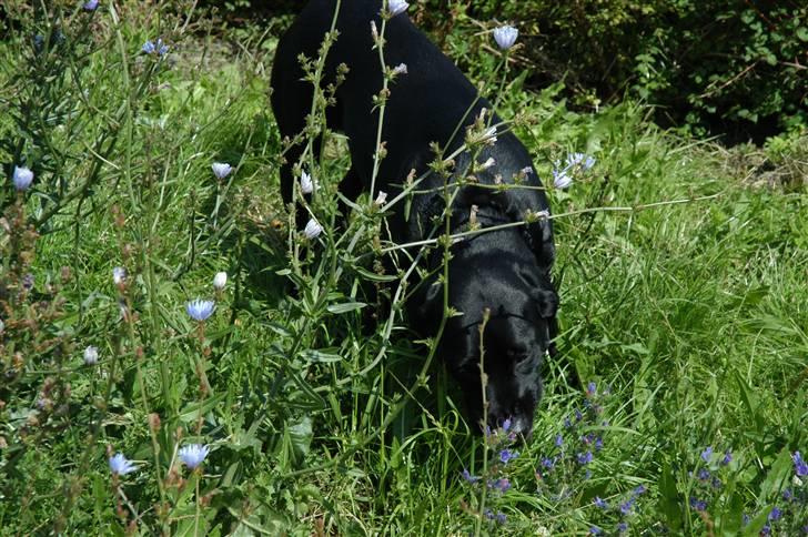 Labrador retriever Luna billede 10