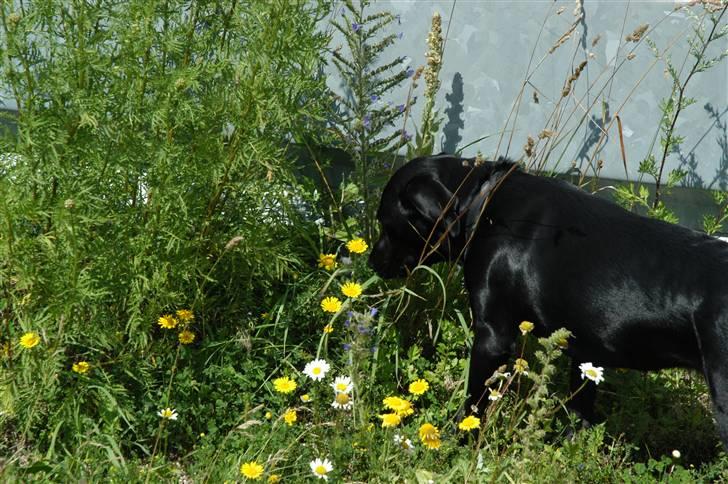 Labrador retriever Luna billede 11