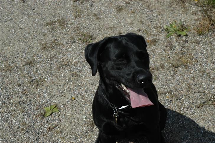 Labrador retriever Luna billede 12