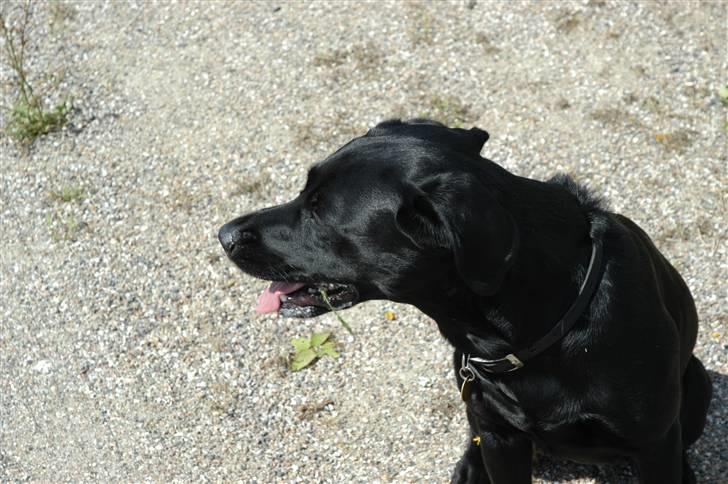 Labrador retriever Luna billede 13