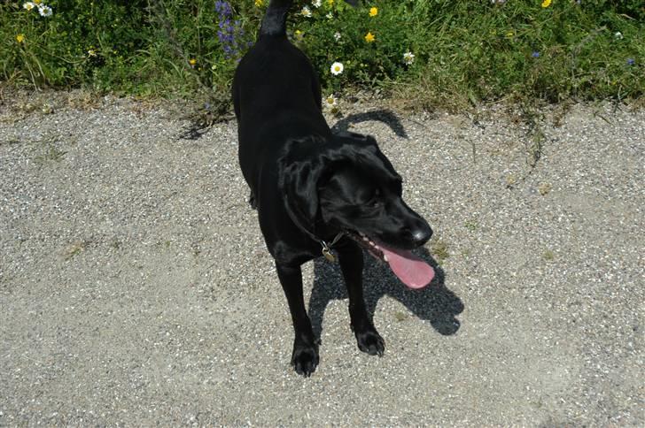 Labrador retriever Luna billede 14