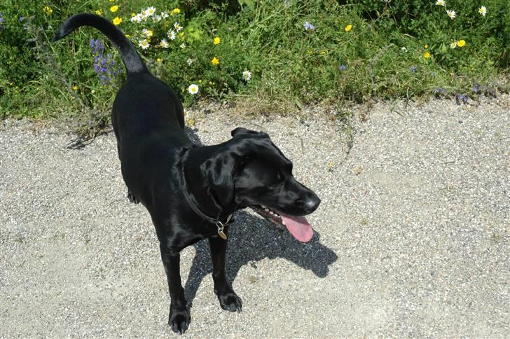 Labrador retriever Luna billede 15