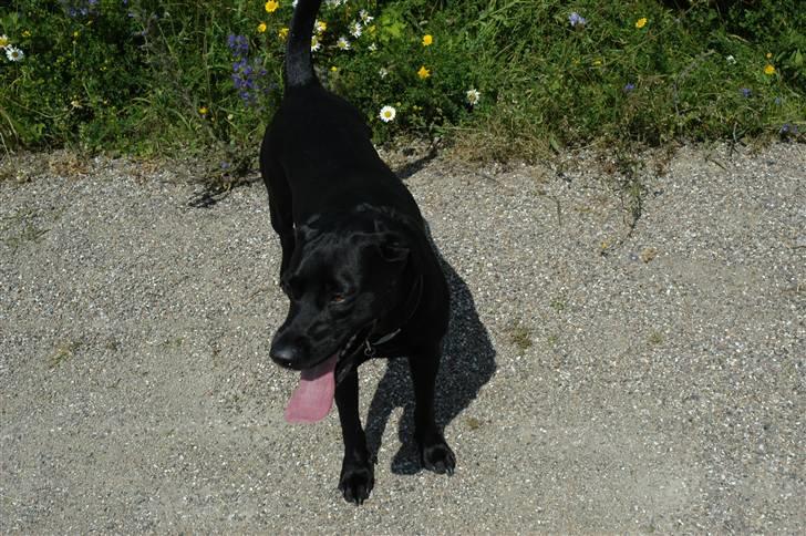 Labrador retriever Luna billede 16
