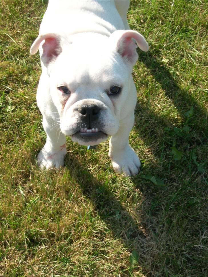 Blanding af racer (engelsk bulldog) Molly billede 4