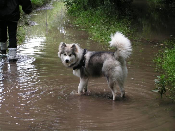 Alaskan malamute Gilza/aya - elsker bare store vandpytter billede 7
