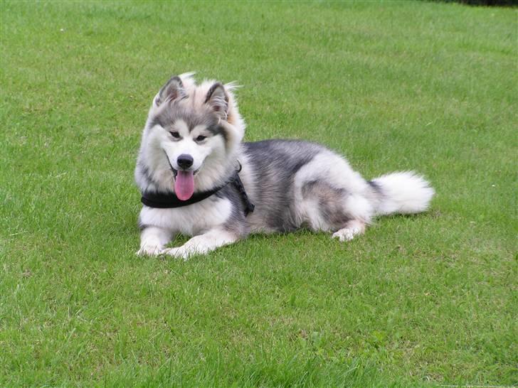 Alaskan malamute Gilza/aya billede 8