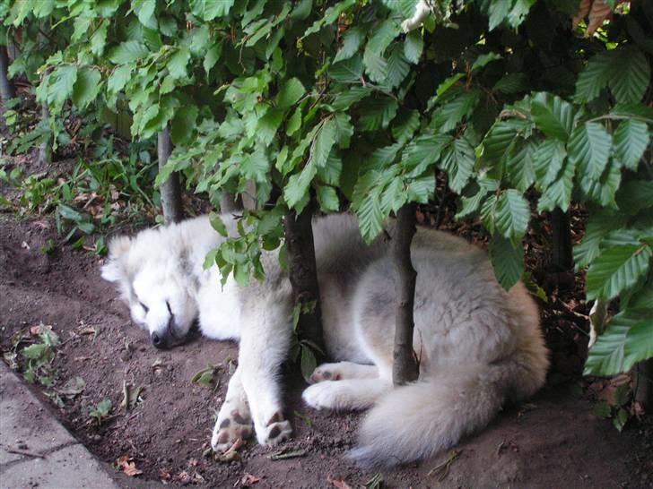 Alaskan malamute Gilza/aya billede 9