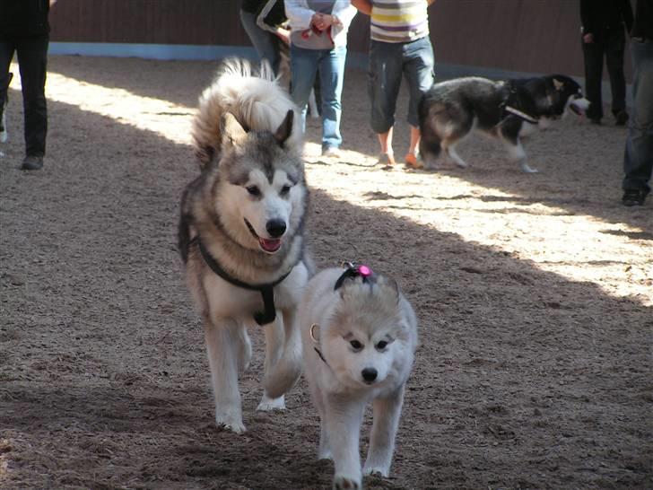 Alaskan malamute Gilza/aya - uuha.. en stor mutte.. billede 10