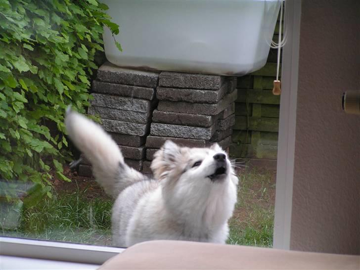 Alaskan malamute Gilza/aya - luk mig ind... billede 11