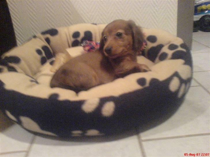Dværggravhund Trille  - d. 5 aug 07 - Den dag Trille kom hjem, her ligger hun i sin nye hundekurv :D billede 1