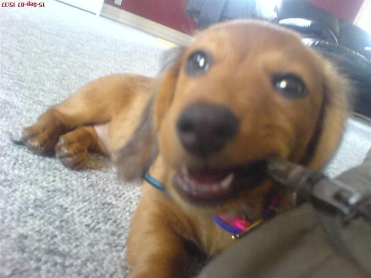 Dværggravhund Trille  - Trille, fy fy ikke bide i tøjet xD billede 4