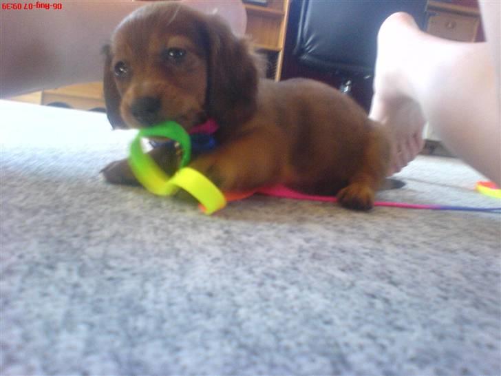 Dværggravhund Trille  - d. 6 aug 07 - Trille med hendes nye hundesnor 8) billede 5