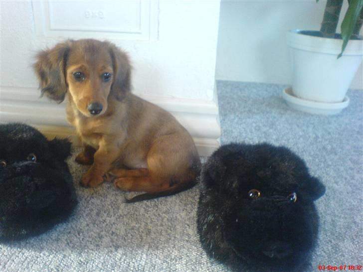 Dværggravhund Trille  - Trille :´) billede 6