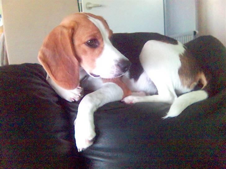 Beagle Tinka * Himmelhund * - Åhh åhhh.. Mit dække som Kat er vist optaget-- billede 18