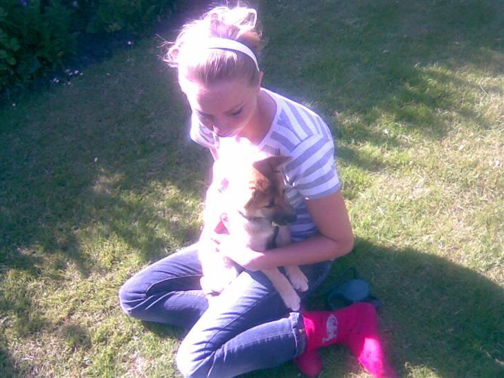 Shiba Bella - Kvalitetstid med mors niece billede 4