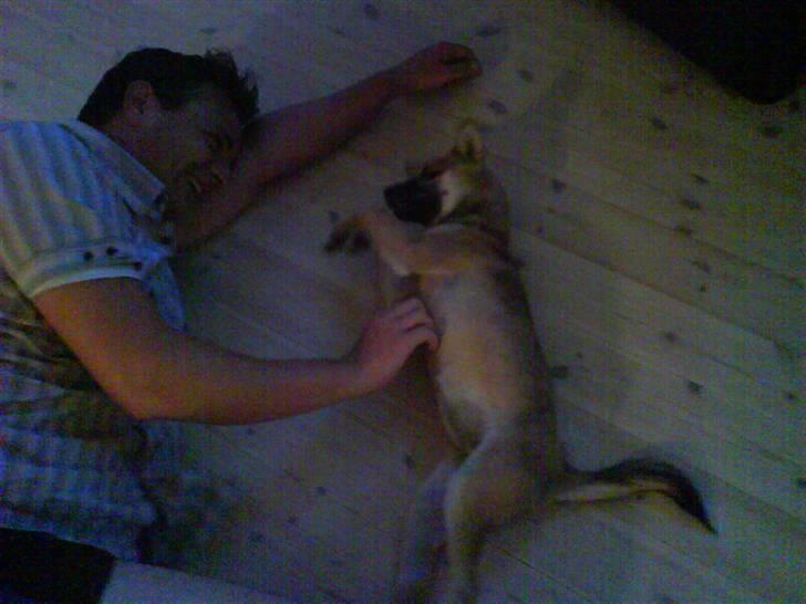 Shiba Bella - Elsker at få nusset mave :-) billede 6