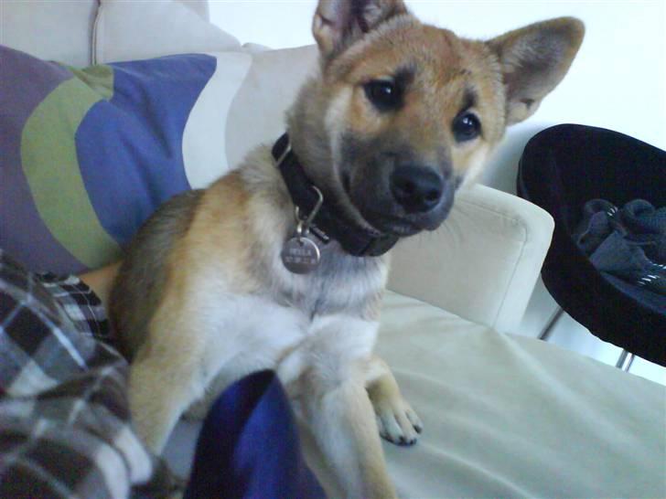 Shiba Bella - Fotomodellen folder sig ud :-) billede 7