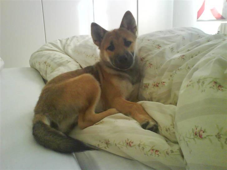 Shiba Bella - Må jeg ikke være i sengen? Det syntes jeg ikke vi er blevet enige om... billede 8