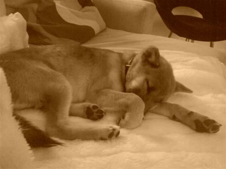 Shiba Bella - Lad nu være med at tage billeder af mig hele tiden! Jeg vil SOVE !!! billede 9