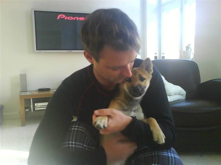 Shiba Bella - Findes der noget bedre end kæletimen :-) billede 10