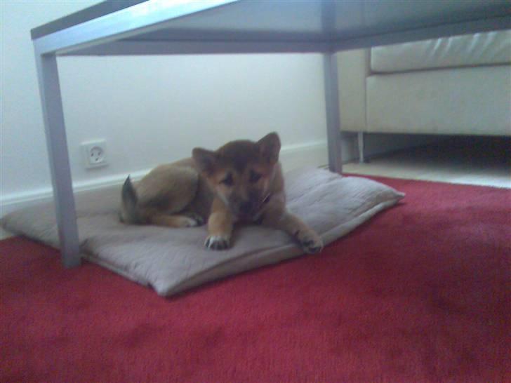 Shiba Bella - Træt lille hvalp i sit nye hjem billede 11