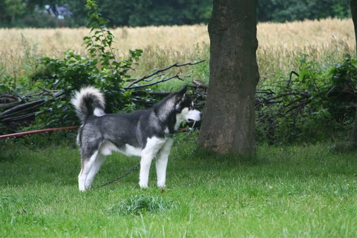 Alaskan malamute Ran Haubrad Dragemund  - Foto: Den 11-07-2007kl.6.40 billede 17