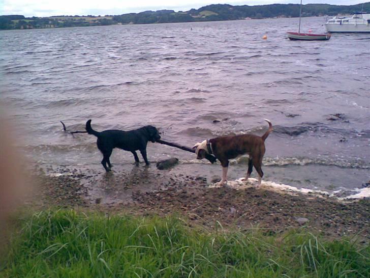Blanding af racer Bobby   Rott/lab.  billede 15