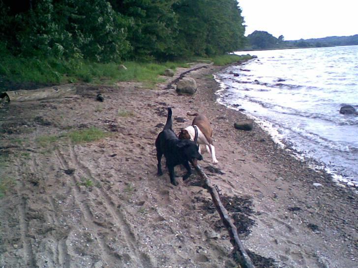 Blanding af racer Bobby   Rott/lab.  billede 16