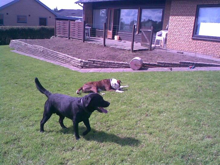 Blanding af racer Bobby   Rott/lab.  billede 17