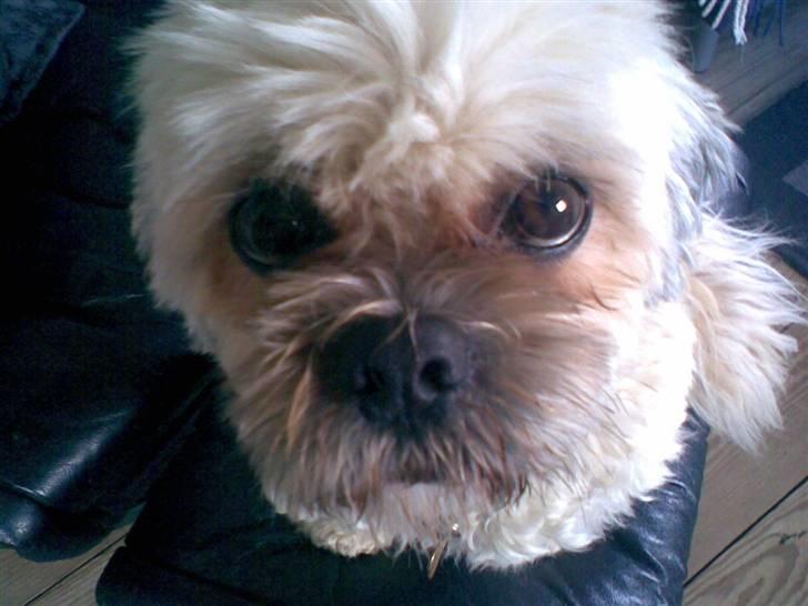 Lhasa apso Ozzy - måååå jeg ikk´ nok? =) billede 14