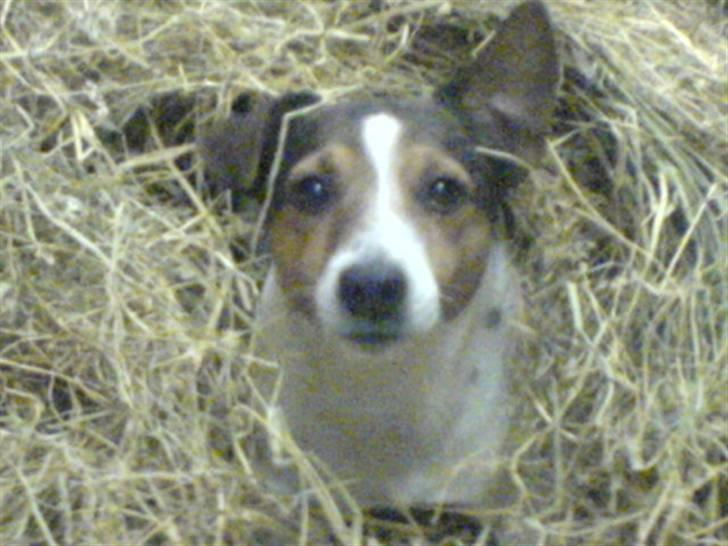 Jack russell terrier Jack D R.I.P billede 1