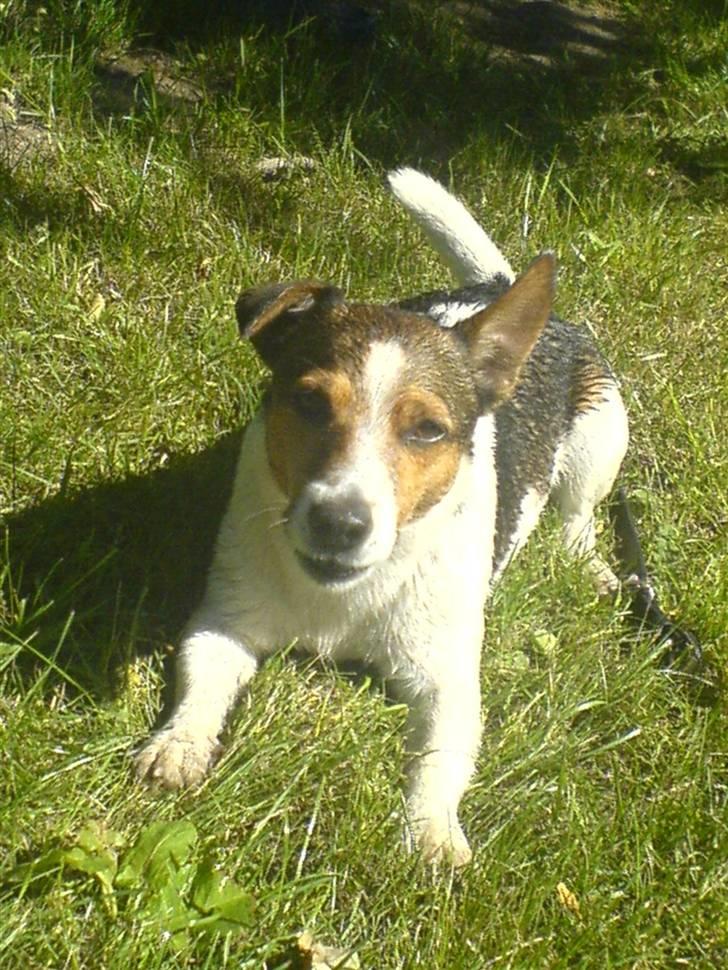 Jack russell terrier Jack D R.I.P billede 3