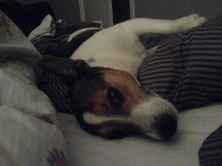 Jack russell terrier Jack D R.I.P billede 4