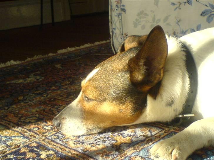 Jack russell terrier Jack D R.I.P billede 5