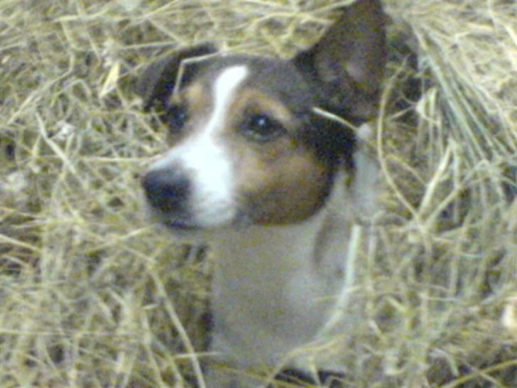 Jack russell terrier Jack D R.I.P billede 6