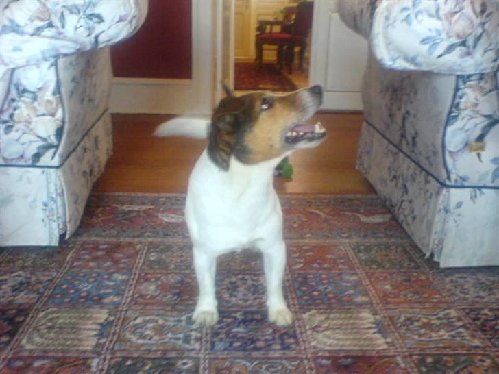 Jack russell terrier Jack D R.I.P billede 7