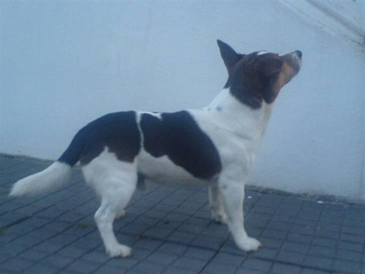 Jack russell terrier Jack D R.I.P billede 8