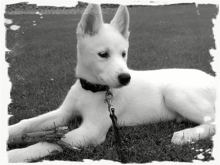 Blanding af racer Cato billede 12