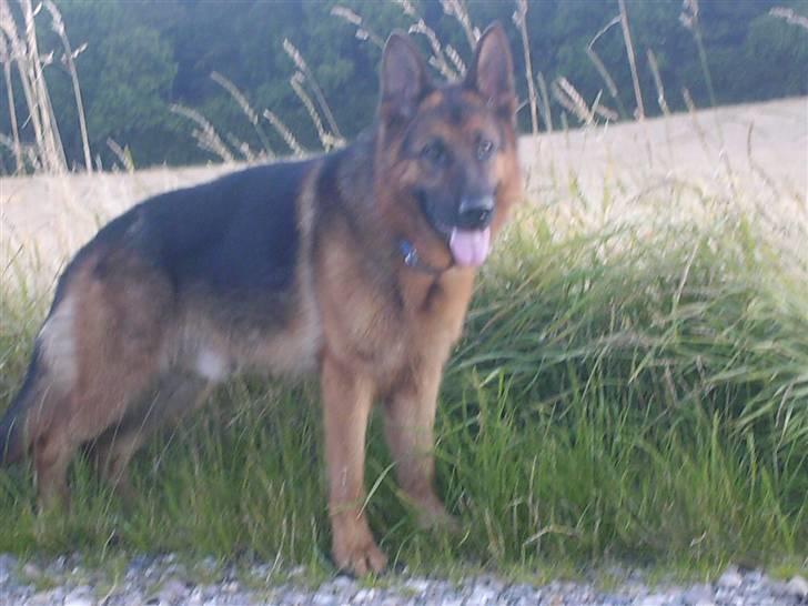 Schæferhund lillebo champ  R.I.P billede 18