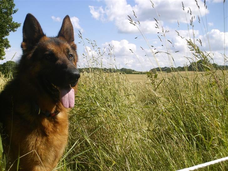 Schæferhund lillebo champ  R.I.P billede 19