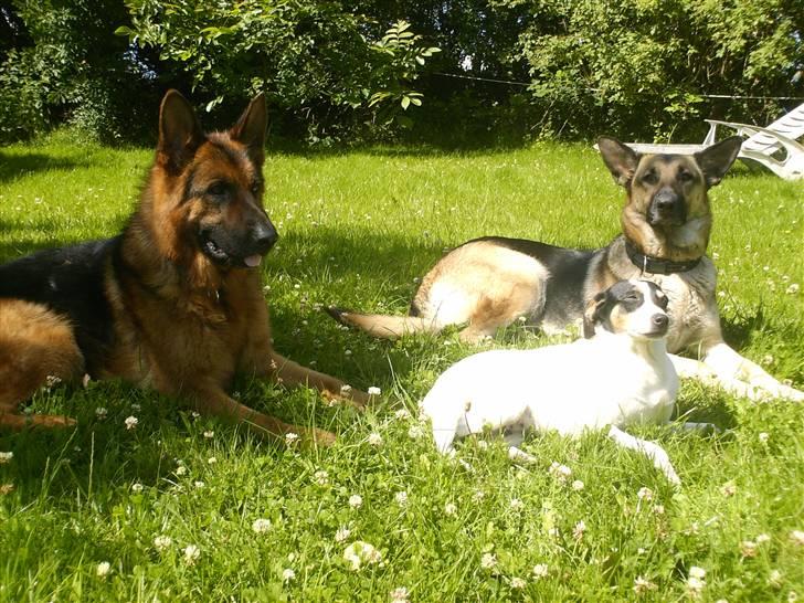 Schæferhund lillebo champ  R.I.P billede 20
