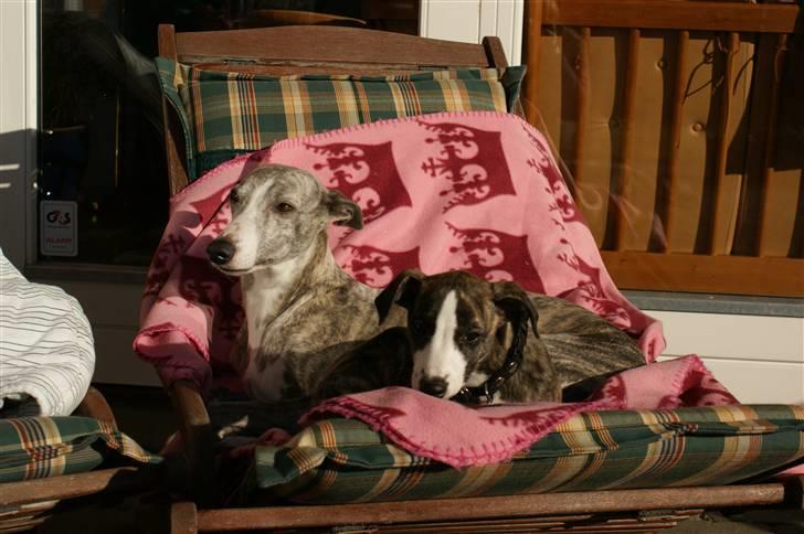 Whippet Sea Leopards`ndeed Neala - Neala og "lillesøster" Quimat nyder forårssolen  billede 10