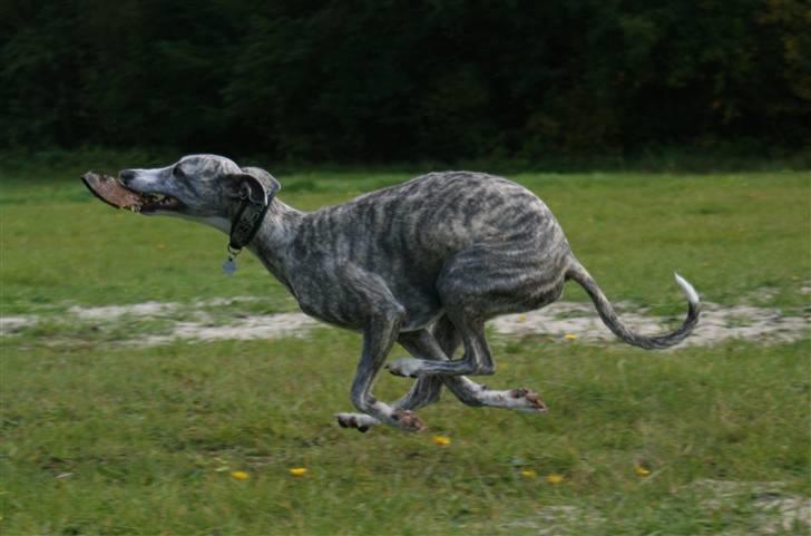 Whippet Sea Leopards`ndeed Neala billede 11