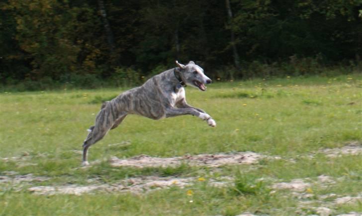 Whippet Sea Leopards`ndeed Neala - Fuld fart frem billede 12