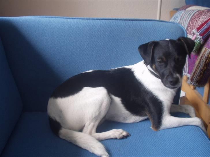 Dansk svensk gaardhund Lucky  - 12. billede 12