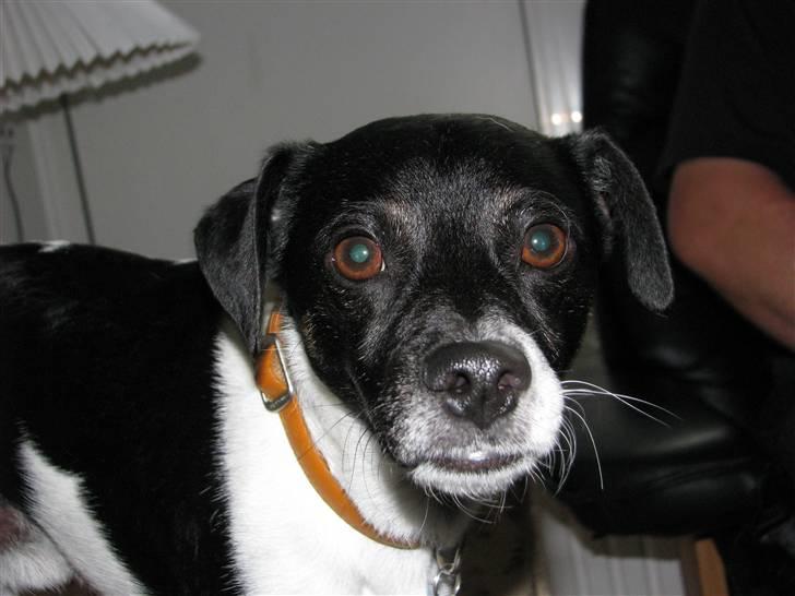 Dansk svensk gaardhund Lucky  - 15. billede 13