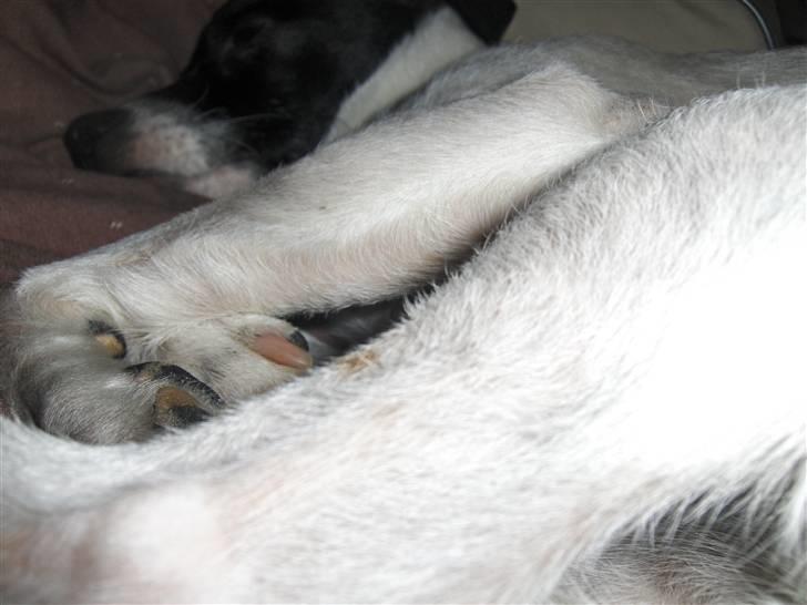 Dansk svensk gaardhund Lucky  - 16. billede 14