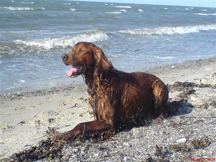 Irsk setter Skovlykkes Frej - På stranden. billede 2